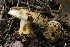  (Cortinarius sulphurinus - MQ18054)  @11 [ ] Copyright (2010) Renée Lebeuf Unspecified