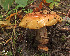  (Cortinarius calochrous - MQ18112)  @11 [ ] Copyright (2010) Renée Lebeuf Unspecified