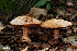 ( - MQ18-HRL928-QFB29933)  @11 [ ] Copyright (2011) Renée Lebeuf Unspecified