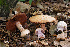  ( - MQ18-HRL928-QFB29933)  @11 [ ] Copyright (2011) Renée Lebeuf Unspecified