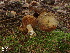  ( - MQ18-HRL1088-QFB29857)  @11 [ ] Copyright (2012) Renée Lebeuf Unspecified