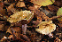  ( - MQ18-HRL1295-QFB29947)  @11 [ ] Copyright (2012) Renée Lebeuf Unspecified