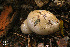  ( - MQ18-HRL1295-QFB29947)  @11 [ ] Copyright (2012) Renée Lebeuf Unspecified