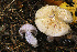  ( - MQ18-HRL1295-QFB29947)  @11 [ ] Copyright (2012) Renée Lebeuf Unspecified