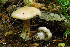  (Cortinarius sp. IUMQ3764 Disjungendi - MQ18-HRL1570-QFB29871)  @11 [ ] Copyright (2013) Renée Lebeuf Unspecified