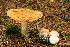  (Cortinarius coniferarum - MQ18-HRL1619-QFB29956)  @11 [ ] Copyright (2013) Renée Lebeuf Unspecified