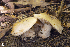  (Cortinarius cf. olivaceostramineus - MQ18-HRL1643-QFB29875)  @11 [ ] Copyright (2013) Renée Lebeuf Unspecified