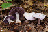  (Cortinarius lilacinus - MQ18-HRL1776-QFB29959)  @11 [ ] Copyright (2014) Renée Lebeuf Unspecified