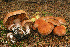  (Cortinarius phaeochrous - MQ18-HRL1864-QFB29966)  @11 [ ] Copyright (2014) Renée Lebeuf Unspecified