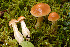  (Cortinarius pluvius - MQ18-Ant279-HRL2132-QFB29975)  @11 [ ] Copyright (2015) Renée Lebeuf Unspecified
