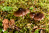  (Cortinarius psammocola - MQ18088)  @11 [ ] Copyright (2016) Renée Lebeuf Unspecified