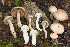  (Cortinarius hedyaromaticus - MQ19-HRL2723-QFB31004)  @11 [ ] Copyright (2018) Renée Lebeuf Unspecified