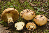  (Cortinarius caryae - MQ20-HRL3013-QFB32677)  @11 [ ] Copyright (2019) Renee Lebeuf Unspecified