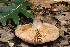 ( - MQ20-HRL3031-QFB32679)  @11 [ ] Copyright (2019) Renee Lebeuf Unspecified