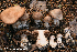  ( - MQ22-QFB33099-HRL3559)  @11 [ ] Copyright (c) (2021) Renee Lebeuf Unspecified