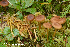  (Cortinarius aff. croceus - MQ22-QFB33102-HRL3562)  @11 [ ] Copyright (c) (2021) Renee Lebeuf Unspecified