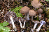  ( - MQ22-QFB33104-HRL3564)  @11 [ ] Copyright (c) (2021) Renee Lebeuf Unspecified