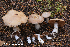  ( - MQ22-QFB33126-HRL3621)  @11 [ ] Copyright (c) (2021) Renee Lebeuf Unspecified