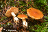  (Thaxterogaster causticus - MQ23-HRL4031)  @11 [ ] Copyright © (2022) Renee Lebeuf Unspecified