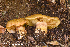  (Calonarius - MQ23-HRL4102)  @11 [ ] Copyright © (2022) Renee Lebeuf Unspecified