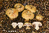  (Phlegmacium glaucopus - MQ23-HRL4103)  @11 [ ] Copyright © (2022) Renee Lebeuf Unspecified