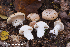  ( - MQ23-HRL4115A)  @11 [ ] Copyright (2023) Renee Lebeuf Mycoquebec