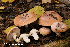  (Thaxterogaster turmalis - MQ23-HRL4115B)  @11 [ ] Copyright (2023) Renee Lebeuf Mycoquebec