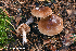  (Cortinarius fulvescens - MQ23-HRL4119)  @11 [ ] Copyright © (2022) Renee Lebeuf Unspecified