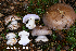  (Phlegmacium balteatocumatile var. laetum - MQ24-HRL4306)  @11 [ ] by-nc (2023) Renee Lebeuf Unspecified