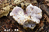  (Phlegmacium aff. caerulescens IUMQ427 - MQ24-HRL4349)  @11 [ ] by-nc (2023) Renee Lebeuf Unspecified