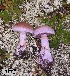  ( - MQ18R186-QFB30702)  @11 [ ] Copyright (2018) Jacques Landry Mycoquebec
