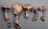 (Cortinarius acutispissipes - MQ17093-QFB29601)  @11 [ ] Copyright (2017) Jacques Landry Mycoquebec