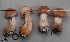  (Cortinarius bivelus - MQ17108-QFB29616)  @11 [ ] Copyright (2017) Jacques Landry Mycoquebec