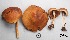  (Inocybe substraminipes - MQ17179)  @11 [ ] Copyright (2017) Jacques Landry Mycoquebec