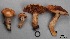  ( - MQ17248-QFB29756)  @11 [ ] Copyright (2017) Jacques Landry Mycoquebec