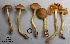  (Cortinarius cinnamomeoluteus - MQ18R082-QFB30598)  @11 [ ] Copyright (2018) Jacques Landry Mycoquebec