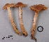  (Cortinarius cf. stillatitius - MQ18R090-QFB30606)  @11 [ ] Copyright (2018) Jacques Landry Mycoquebec