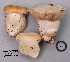  (Cortinarius sp. IUMQ3744-Vibratiles - MQ18R097-QFB30613)  @11 [ ] Copyright (2018) Jacques Landry Mycoquebec