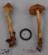  (Cortinarius aff. amici-mei - MQ18R281-QFB30797)  @11 [ ] Copyright (2018) Jacques Landry Mycoquebec
