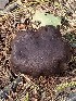  ( - MQ19-QFB31068)  @11 [ ] Copyright (2018) Unspecified Mycoquebec