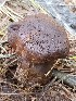  ( - MQ19-QFB31068)  @11 [ ] Copyright (2018) Unspecified Mycoquebec