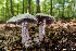  (Cortinarius obliquus - MQ23-Mtt0420)  @11 [ ] CreativeCommons - Attribution Share-Alike (2023) Matthieu Sicard Mycoquebec