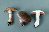  (Phlegmacium - MQ24-RPL30153-CMMF27222)  @11 [ ] by-nc (2006) Jacqueline Labrecque Unspecified