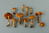  (Cortinarius malicorius - MQ24-RPL30226-CMMF27228)  @11 [ ] by-nc (2006) Jacqueline Labrecque Unspecified