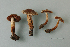  (Cortinarius IUMQ3809 - MQ24-RPL30298-CMMF27235)  @11 [ ] by-nc (2006) Jacqueline Labrecque Unspecified