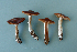  (Cortinarius Illuminus - MQ24-RPL30360-CMMF27240)  @11 [ ] by-nc (2006) Jacqueline Labrecque Unspecified