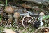  ( - MQ19-PAT0045)  @11 [ ] Copyright (2018) Patrick Poitras Mycoquebec