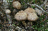  ( - MQ19-PAT-CMMF020679)  @11 [ ] Copyright (2013) Patrick Poitras Mycoquebec