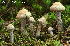  ( - MQ19-PAT-CMMF020678)  @11 [ ] Copyright (2013) Patrick Poitras Mycoquebec