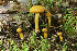  (Cortinarius cruentiphyllus - MQ19-PAT-CMMF020693)  @11 [ ] Copyright (2016) Patrick Poitras Mycoquebec